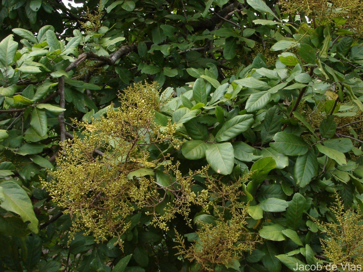 Sapindus emarginatus Vahl
